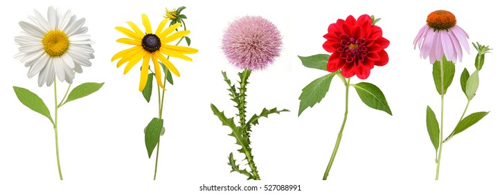 205,793 Flowers row Images, Stock Photos & Vectors | Shutterstock