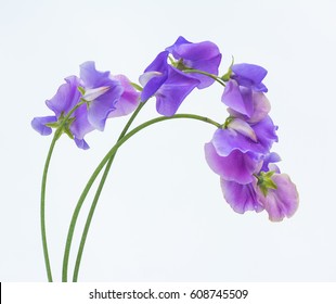 Similar Images, Stock Photos & Vectors of flower - 229374988 | Shutterstock