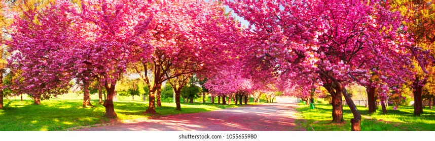Schöne Blumen der japanischen Kirschkirsche blühte im Stadtgarten von Uzhgorod und Mukachevo. Zarte Blütenblätter glänzen zwischen den Ästen und sind ein Symbol von Transcarpathia