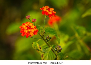 The Beautiful Flowers Lantana Camara In The Garden Of Kalinjar Fort, 10th Century, Built By Chandela Kings, Located In Banda District Of Uttar Pradesh, India