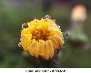 beautiful flowers in the macro world