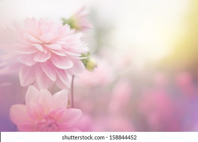 beautiful flowers made with color filters  - Powered by Shutterstock