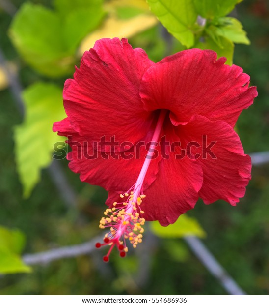 Unduh 8200 Koleksi Gambar Flora Malaysia Terbaik 