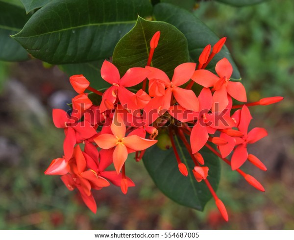 Unduh 8200 Koleksi Gambar Flora Malaysia Terbaik 