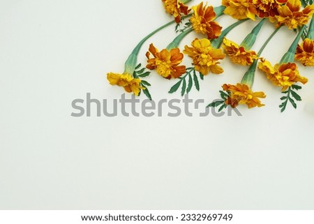 Similar – Tropical palm leaves and exotic flower frames