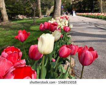 Beautiful Flowers At Notre Dame South Bend