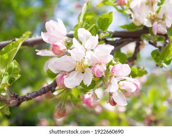 beautiful flowers on a branch of an apple tree against the background of a blurred garden - Powered by Shutterstock