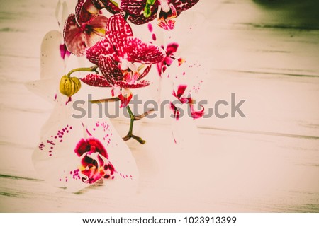 Similar – Carnation Flowers Frame Background