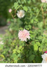 Beautiful Flowers From Open Garden In Anaheim, CA