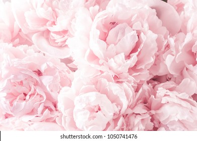 Beautiful flowers, peonies. Bouquet of pink peony background.