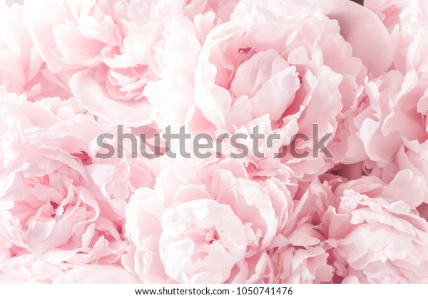 Photo De Stock De Belles Fleurs Pivoines Bouquet Sur Fond