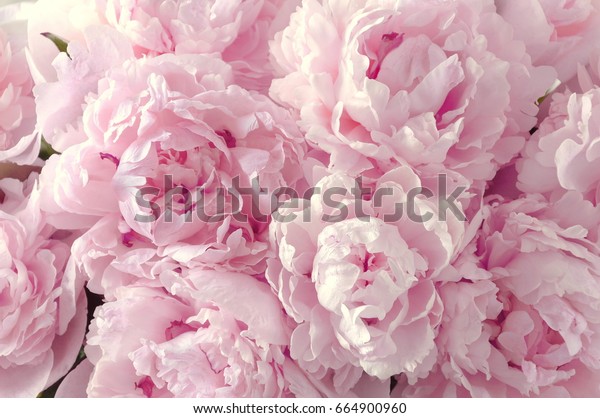 Beautiful flowers, peonies. Bouquet of pink peony\
background. 