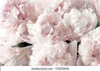 Beautiful flowers, peonies. Bouquet of white peony. - Powered by Shutterstock