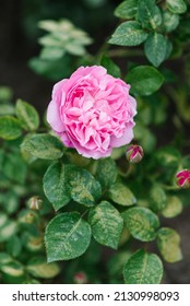 Beautiful Flowers Of The Peony-shaped English Rose Mary Rose In The Garden In Summer