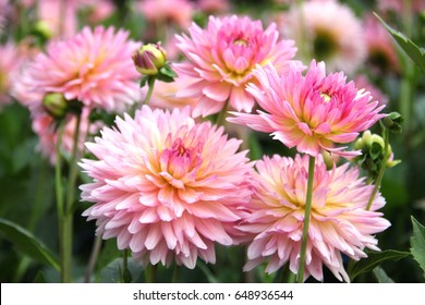 Dhalia Images Stock Photos Vectors Shutterstock<script async src=
