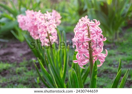 Beautiful flowers of pink hyacinths bloom in the garden
