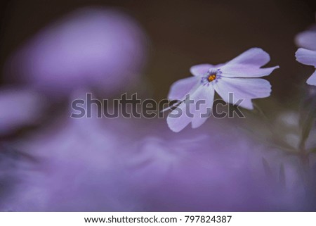 Similar – mauve Plant Spring Flower