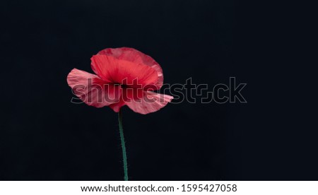 Similar – poppy day Colour photo