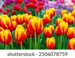 Beautiful flowers red tulips. Natural background Spring flowering tulips.