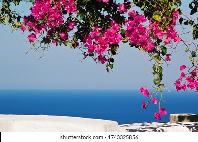 Beautiful Flowers At Santorini Greece