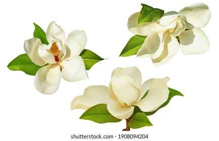 Beautiful flowers of Southern magnolia ( Magnolia grandiflora ). Isolated on white background