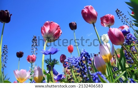 Beautiful flowers in spring time