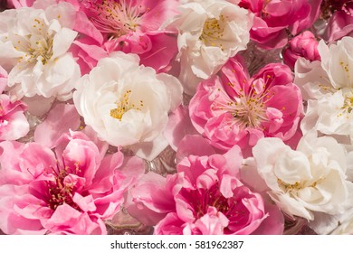 Beautiful flowers of white and pink cherry blossoms.