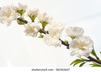 Beautiful flowers of white and pink cherry blossoms.