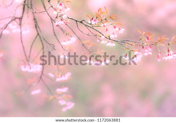 Beautiful Flowers Winter On High Mountains Stock Photo Edit Now