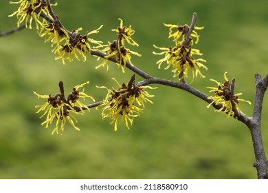 The Beautiful Flowers Of The Witch Hazel In Winter