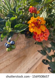 Beautiful Flowers In A Wooden Planter Box