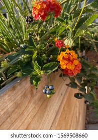 Beautiful Flowers In A Wooden Planter Box