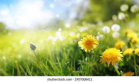 Beautiful Flowers Of Yellow Dandelions In Nature In Warm Summer Or Spring On Meadow Against Blue Sky, Macro. Dreamy Artistic Image Of Beauty Of Environment.