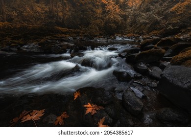 Beautiful flowing creek through autumn woodland forest landscape in fall season in the Pacific Northwest