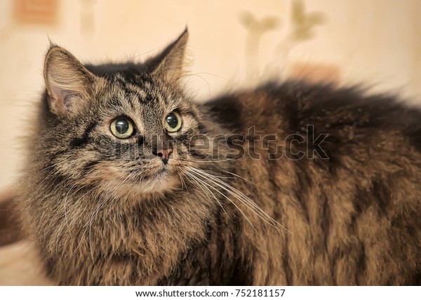 Beautiful Fluffy Brown Siberian Cat Stock Photo (edit Now) 752181157