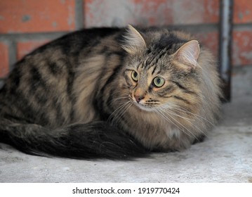 Silver Mackerel Tabby Images Photos Et Images Vectorielles De Stock Shutterstock