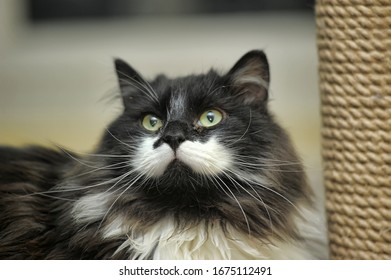 Beautiful Fluffy Cat In The Cattery