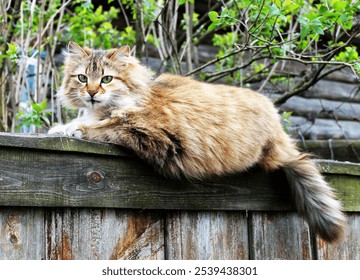 A beautiful fluffy cat perched atop a rustic wooden fence. - Powered by Shutterstock