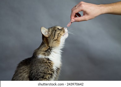 Feeds Cat Images, Stock Photos u0026 Vectors  Shutterstock