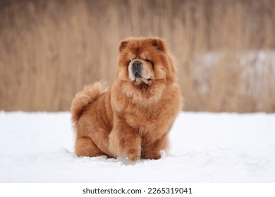 Beautiful fluffy chow chow dog in nature. Red dog in the snow. - Powered by Shutterstock