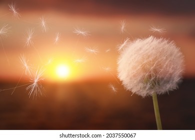 Beautiful fluffy dandelion blowball and flying seeds outdoors at sunset 