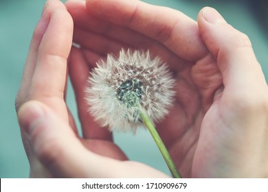 Beautiful Fluffy Dandelion Flower In Girl's Hands, Care, Protection, Wishes And Dreams Concept, Spiritual Soul