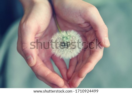 beautiful fluffy dandelion flower in girl's hands, care, protection, wishes and dreams concept, spiritual soul