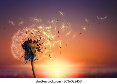 Beautiful fluffy dandelion and flying seeds outdoors at sunset 