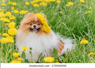 A beautiful fluffy dog ​​sits among flowers with a wreath on his head and smiles. Spitz in dandelions outdoors in spring or summer. National Dog Day