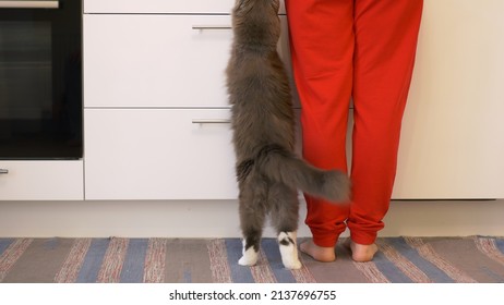 A beautiful fluffy gray cat stands up on its hind legs and reaches for the table where its owner is preparing food. Pets in the kitchen, feeding and caring for our cats