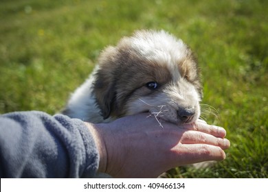 Beautiful Fluffy Puppy Biting The Hand