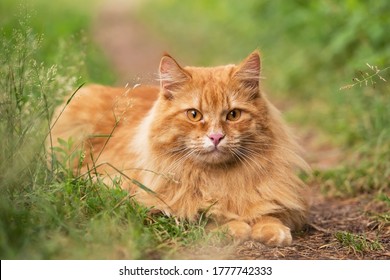 Beautiful fluffy red orange cat lie in green grass outdoors in garden in nature