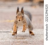 Beautiful fluffy red squirrel runs on the ground