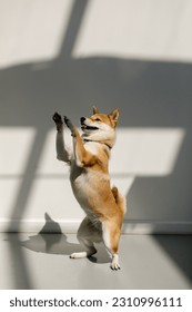 A beautiful fluffy shiba inu stands on two paws in the sun on a white background. - Shutterstock ID 2310996111